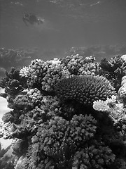 Image showing Underwater Scene of Great Barrier Reef