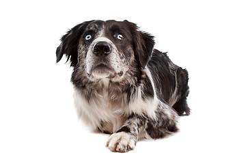 Image showing Australian Shepherd