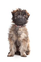 Image showing Pyrenean Shepherd puppy