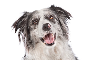 Image showing Border Collie