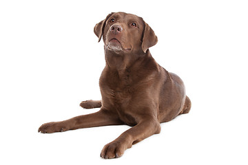 Image showing Chocolate Labrador