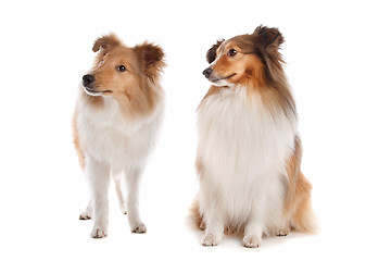 Image showing Shetland sheepdog