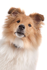 Image showing Shetland sheepdog