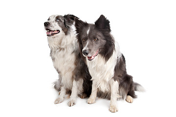 Image showing Border Collie and Australian Shepherd