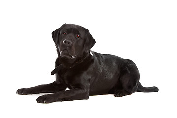 Image showing Black Labrador