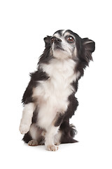 Image showing long-haired Chihuahua