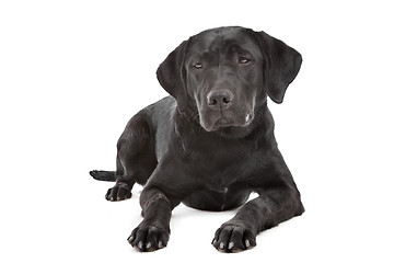 Image showing Black Labrador