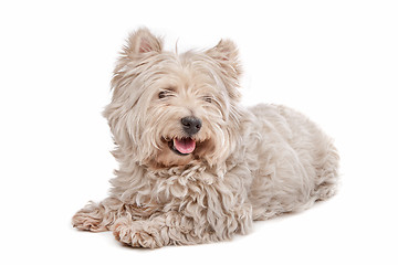 Image showing West Highland White Terrier