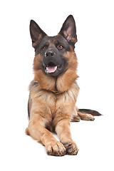 Image showing German shepherd