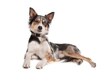 Image showing Border Collie