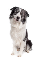 Image showing Border Collie