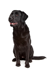 Image showing cross breed dog of a Labrador and a Flat-Coated Retriever