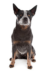 Image showing Australian Cattle Dog