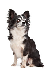 Image showing long-haired Chihuahua