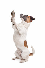 Image showing Jack Russel Terrier