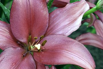 Image showing Purple Flowers in a Tuscan Garden