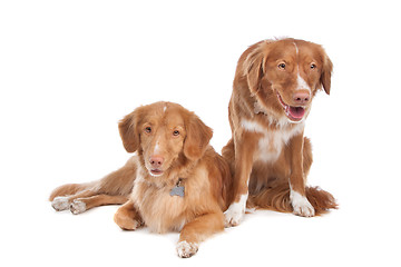 Image showing two Nova Scotia Duck Tolling Retriever dogs