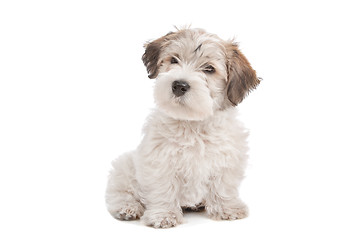 Image showing mix Maltese Puppy dog