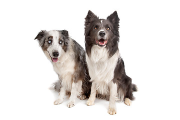 Image showing Border Collie and Australian Shepherd