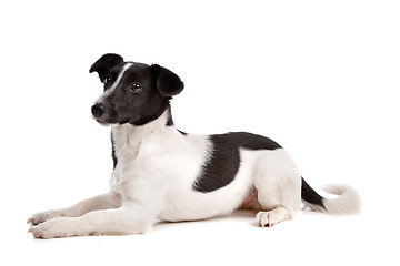 Image showing Jack Russel Terrier