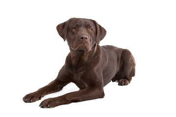 Image showing Chocolate Labrador