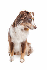 Image showing Australian Shepherd