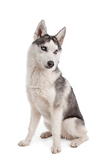 Image showing Siberian Husky puppy