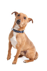 Image showing mixed breed dog