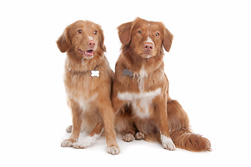 Image showing two Nova Scotia Duck Tolling Retriever dogs