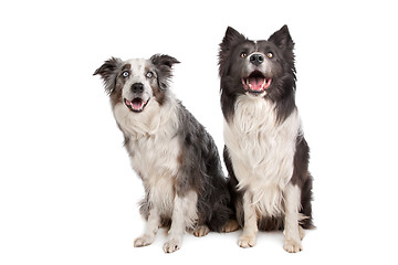 Image showing Border Collie and Australian Shepherd