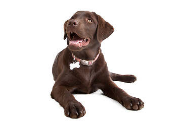 Image showing Chocolate Labrador