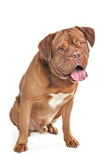 Image showing Dogue de Bordeaux