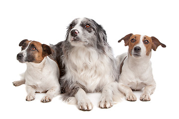 Image showing Two Jack Russel Terrier dogs and a Border collie
