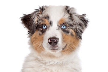 Image showing Australian Shepherd