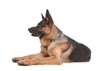 Image showing German shepherd