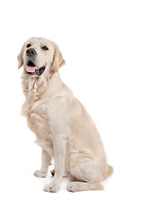 Image showing golden retriever