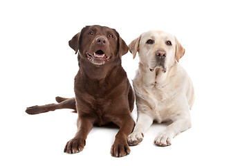 Image showing Yellow and chocolate Labrador