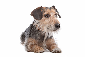 Image showing mixed breed dog