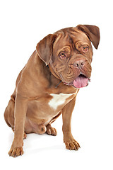 Image showing Dogue de Bordeaux