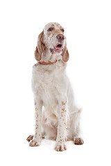 Image showing English Setter