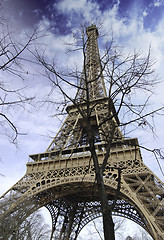 Image showing Eiffel Tower with Bare Tree