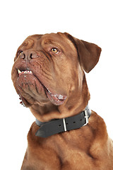 Image showing Dogue de Bordeaux