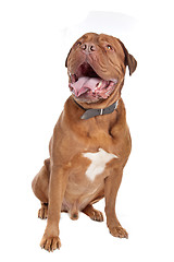 Image showing Dogue de Bordeaux