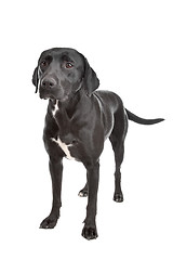 Image showing mixed breed dog