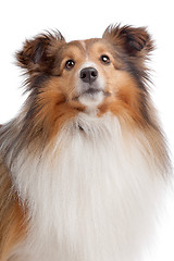 Image showing Shetland sheepdog