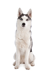 Image showing Siberian Husky puppy