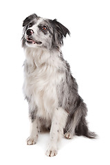 Image showing Border Collie