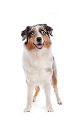 Image showing Australian Shepherd