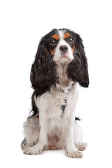 Image showing Cavalier King Charles Spaniel