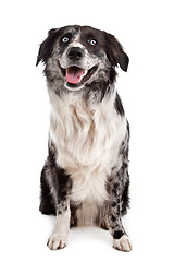 Image showing Australian Shepherd